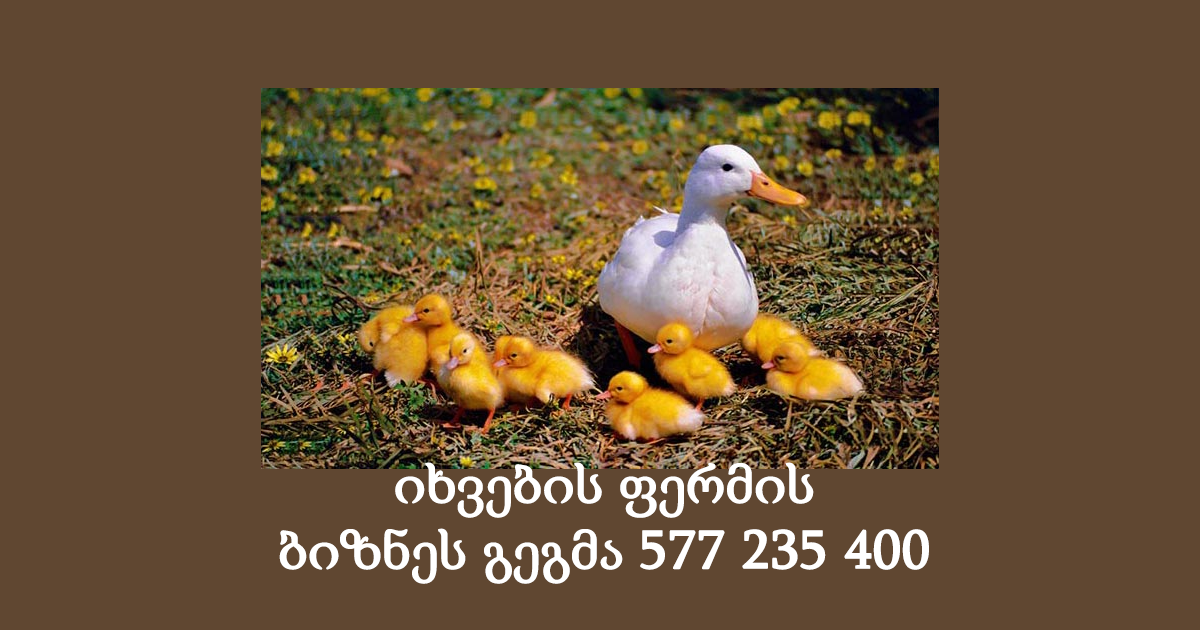 იხვის ფერმის ბიზნეს გეგმის მომზადება 577 27 27 41 იხვის ფერმის ბიზნეს გეგმის მომზადება 577 27 27 41