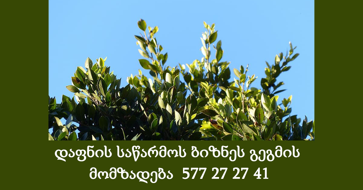 დაფნის საწარმოს ბიზნეს გეგმის  მომზადება  577 27 27 41