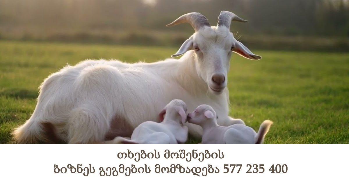 მეთხევეობის, თხების მოშენების და პროდუქციის დამუშავების ბიზნეს გეგმების მომზადება